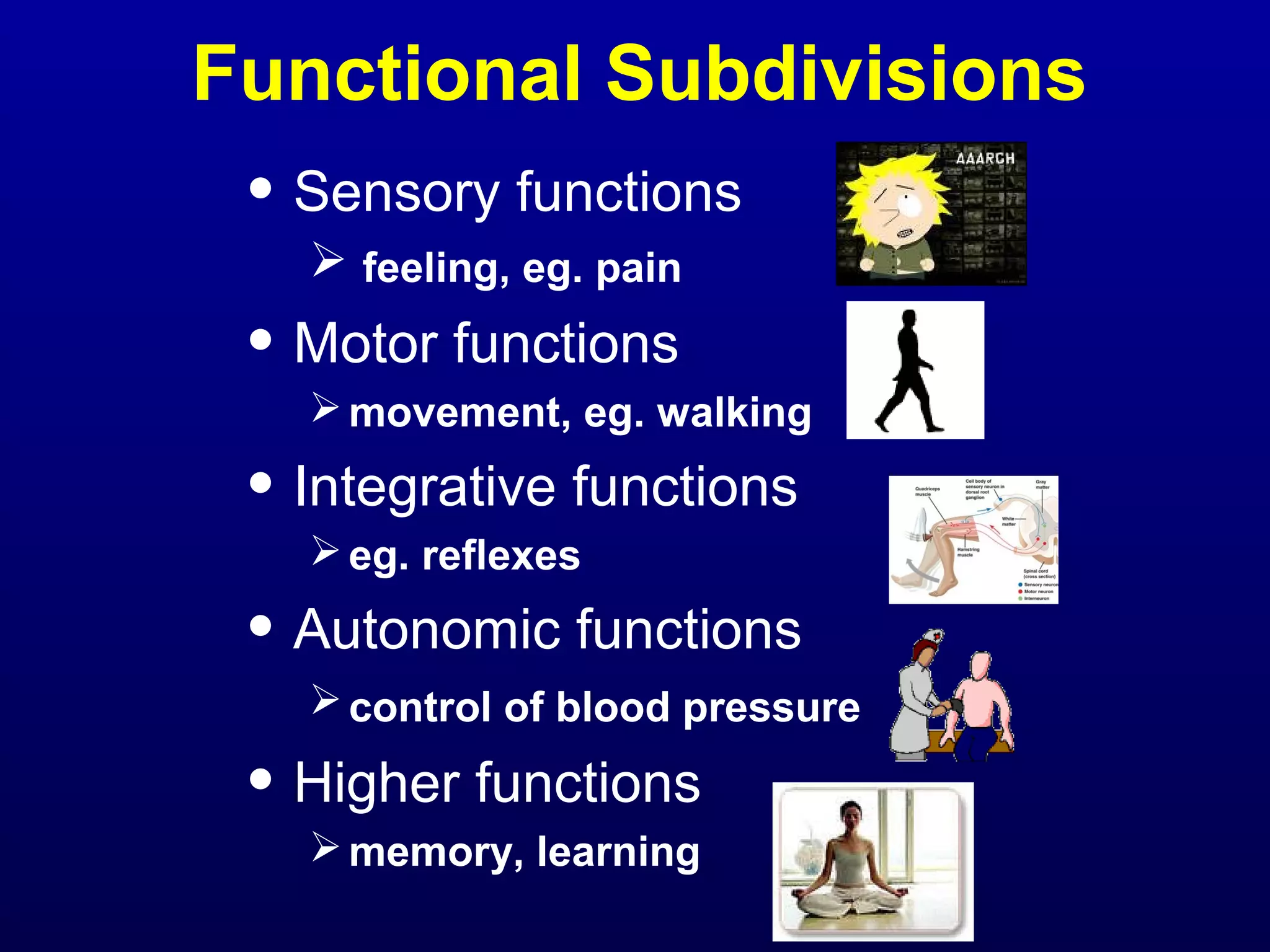 Functional Subdivisions 
• Sensory functions 
 feeling, eg. pain 
• Motor functions 
movement, eg. walking 
• Integrative functions 
eg. reflexes 
• Autonomic functions 
control of blood pressure 
• Higher functions 
memory, learning 
 