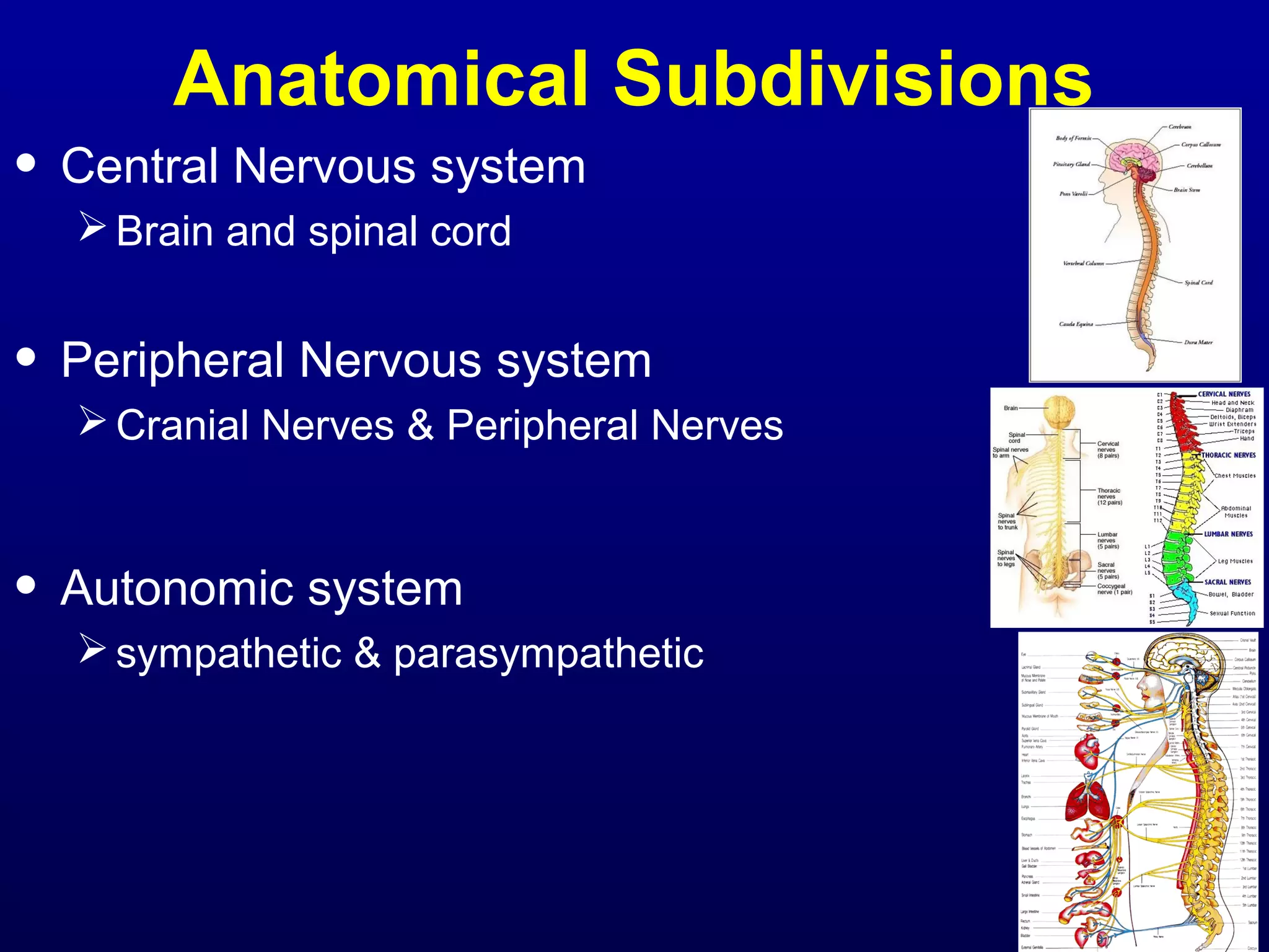 Anatomical Subdivisions 
• Central Nervous system 
Brain and spinal cord 
• Peripheral Nervous system 
Cranial Nerves & Peripheral Nerves 
• Autonomic system 
sympathetic & parasympathetic 
 