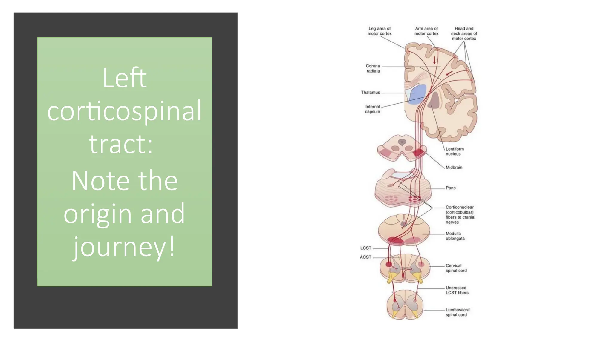 Left
corticospinal
tract:
Note the
origin and
journey!
 