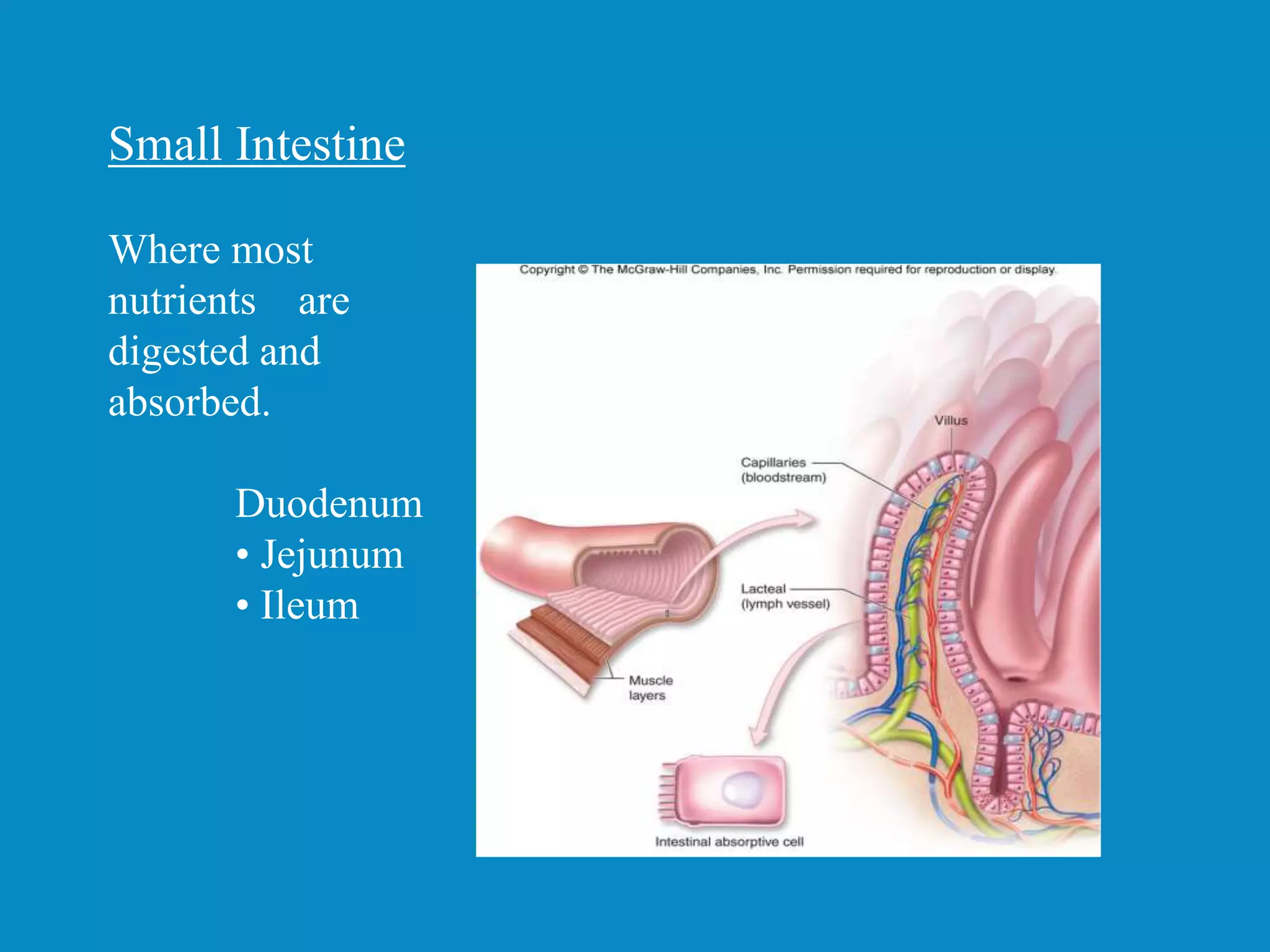 Small Intestine
Where most
nutrients are
digested and
absorbed.
Duodenum
• Jejunum
• Ileum
 