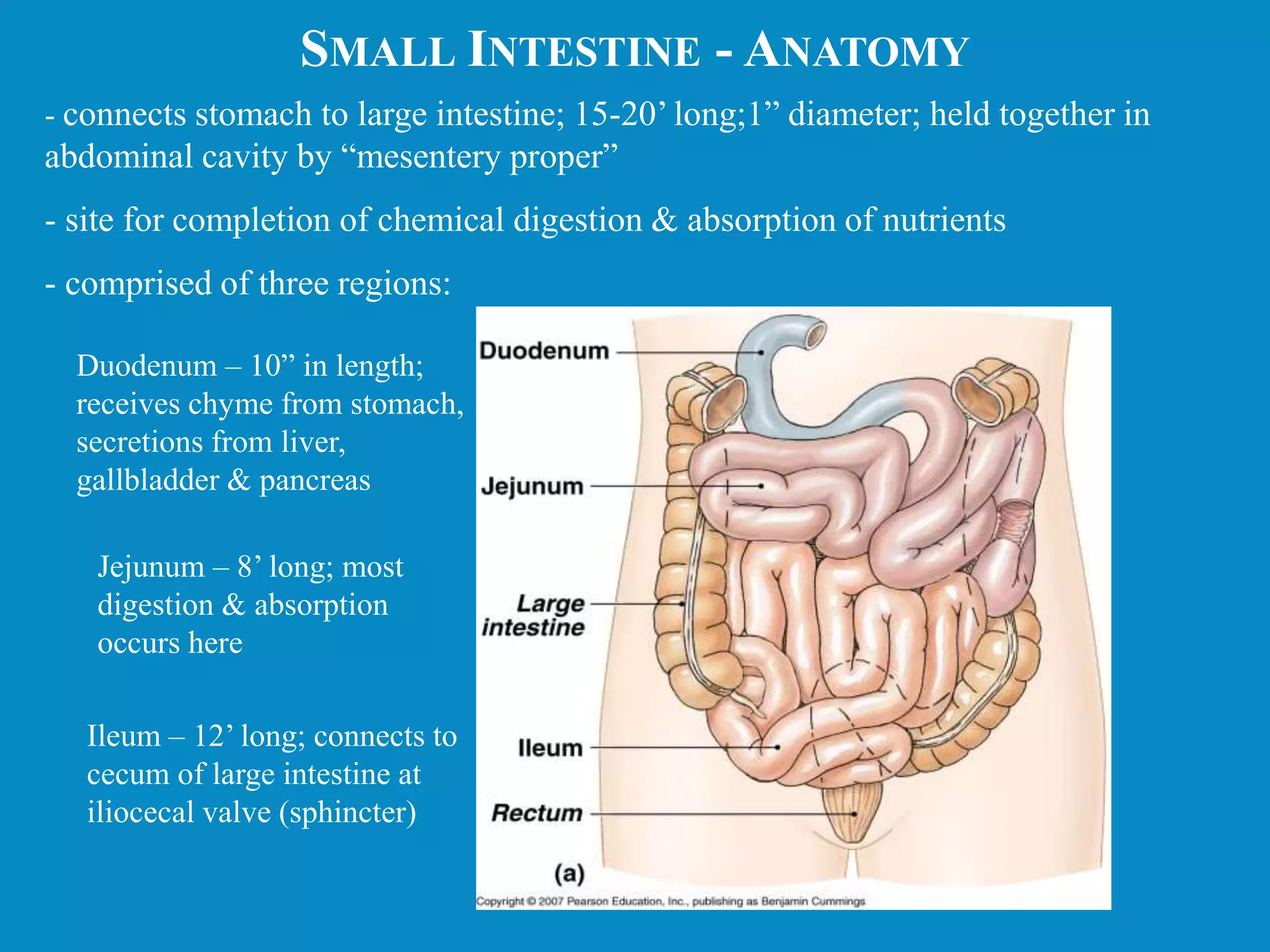 SMALL INTESTINE - ANATOMY
- connects stomach to large intestine; 15-20’ long;1” diameter; held together in
abdominal cavity by “mesentery proper”
- site for completion of chemical digestion & absorption of nutrients
- comprised of three regions:
Duodenum – 10” in length;
receives chyme from stomach,
secretions from liver,
gallbladder & pancreas
Jejunum – 8’ long; most
digestion & absorption
occurs here
Ileum – 12’ long; connects to
cecum of large intestine at
iliocecal valve (sphincter)
 