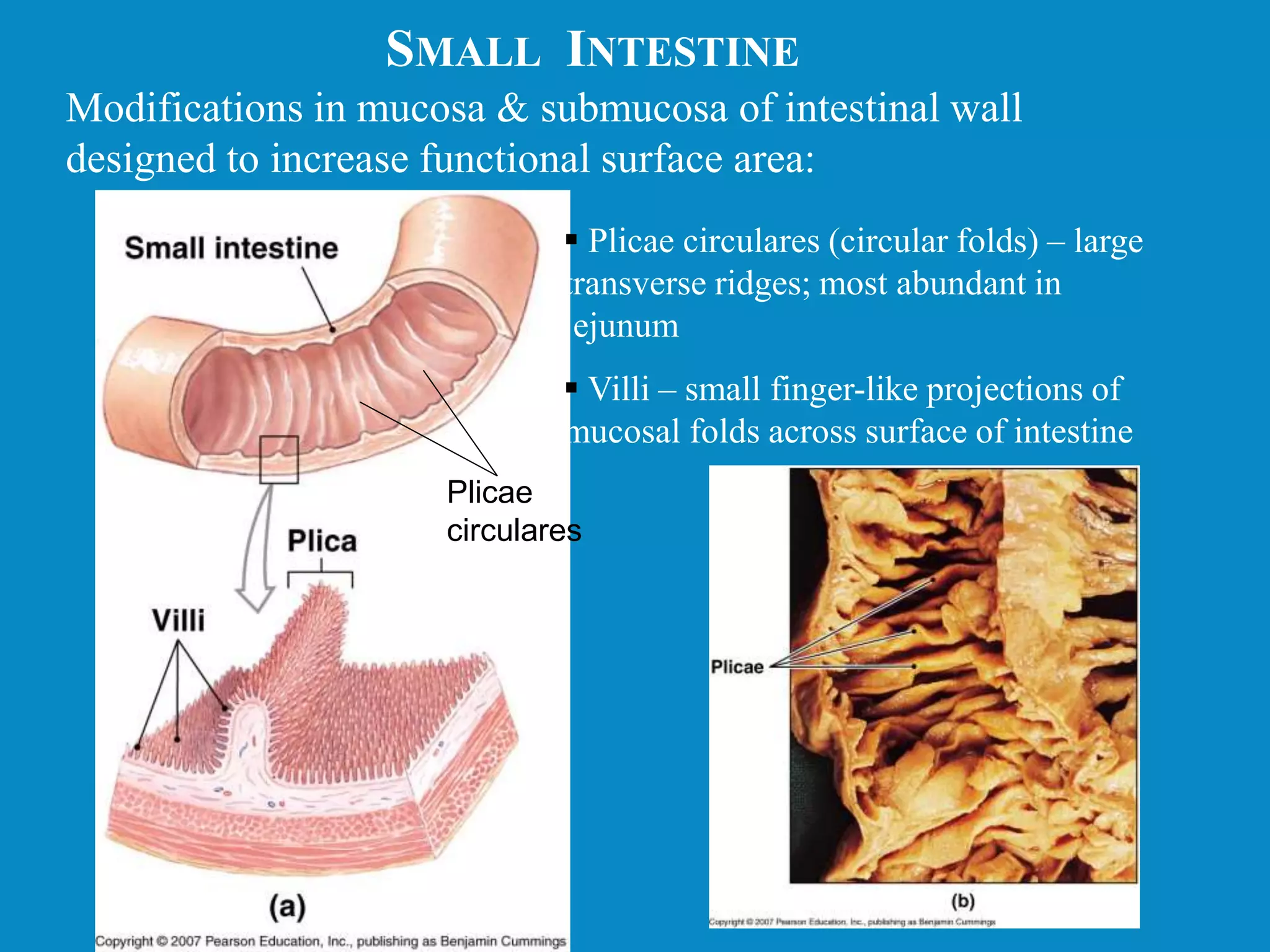 SMALL INTESTINE
Modifications in mucosa & submucosa of intestinal wall
designed to increase functional surface area:
Plicae
circulares
 Plicae circulares (circular folds) – large
transverse ridges; most abundant in
jejunum
 Villi – small finger-like projections of
mucosal folds across surface of intestine
 
