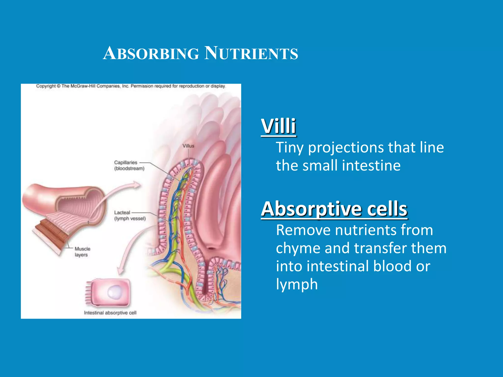 ABSORBING NUTRIENTS
Figure 4.26
Villi
Tiny projections that line
the small intestine
Absorptive cells
Remove nutrients from
chyme and transfer them
into intestinal blood or
lymph
 