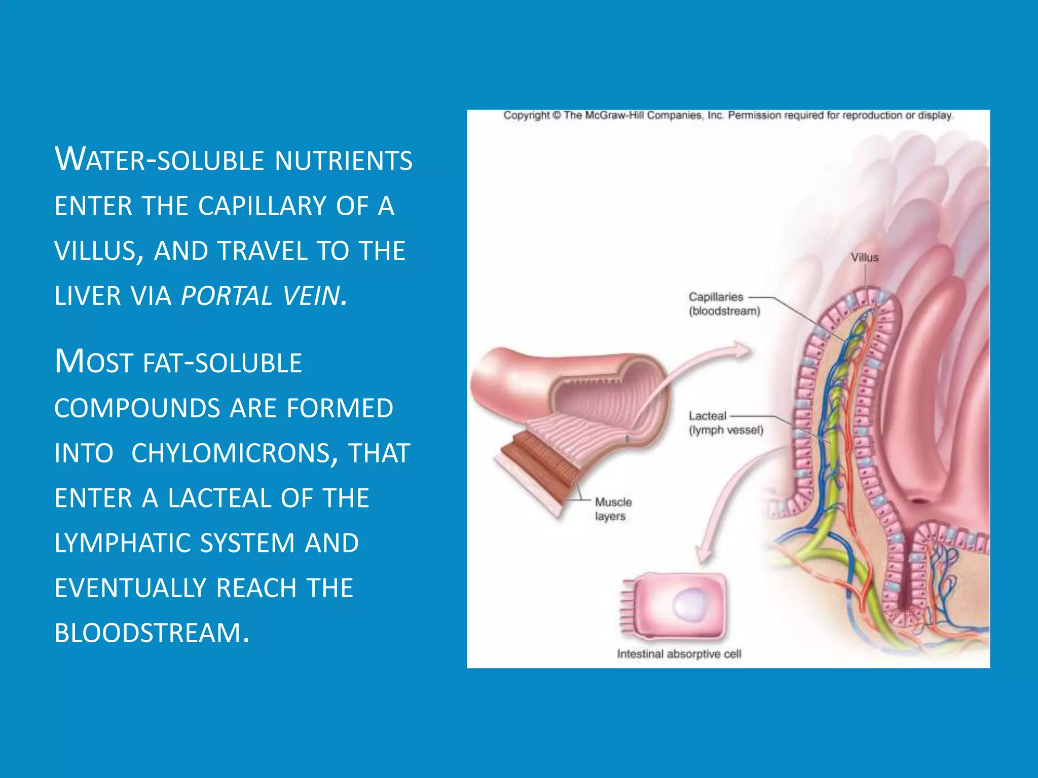WATER-SOLUBLE NUTRIENTS
ENTER THE CAPILLARY OF A
VILLUS, AND TRAVEL TO THE
LIVER VIA PORTAL VEIN.
MOST FAT-SOLUBLE
COMPOUNDS ARE FORMED
INTO CHYLOMICRONS, THAT
ENTER A LACTEAL OF THE
LYMPHATIC SYSTEM AND
EVENTUALLY REACH THE
BLOODSTREAM.
 Figure 4.26
 