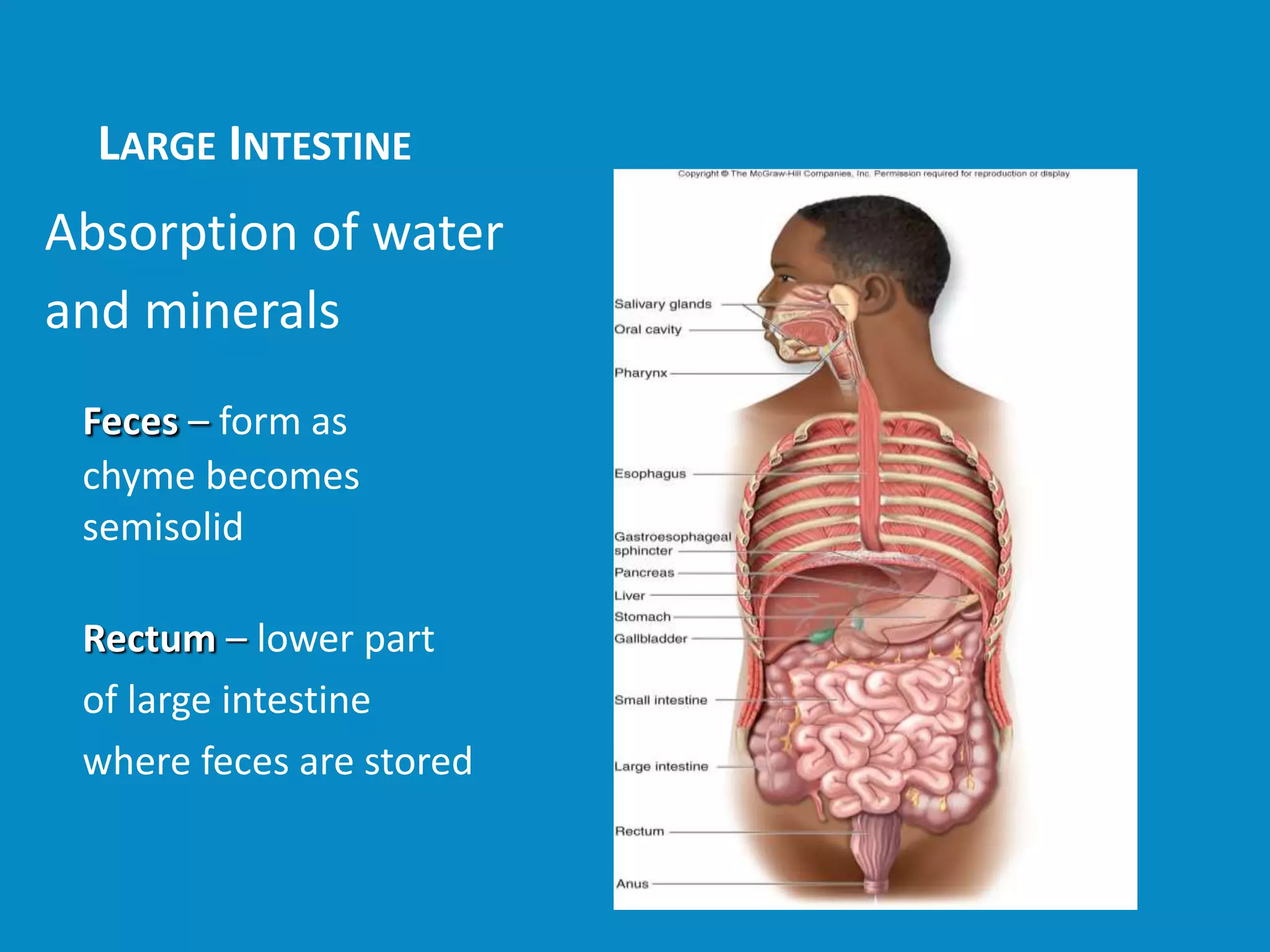 LARGE INTESTINE
Absorption of water
and minerals
Feces – form as
chyme becomes
semisolid
Rectum – lower part
of large intestine
where feces are stored
 Insert
figure 4.21
 