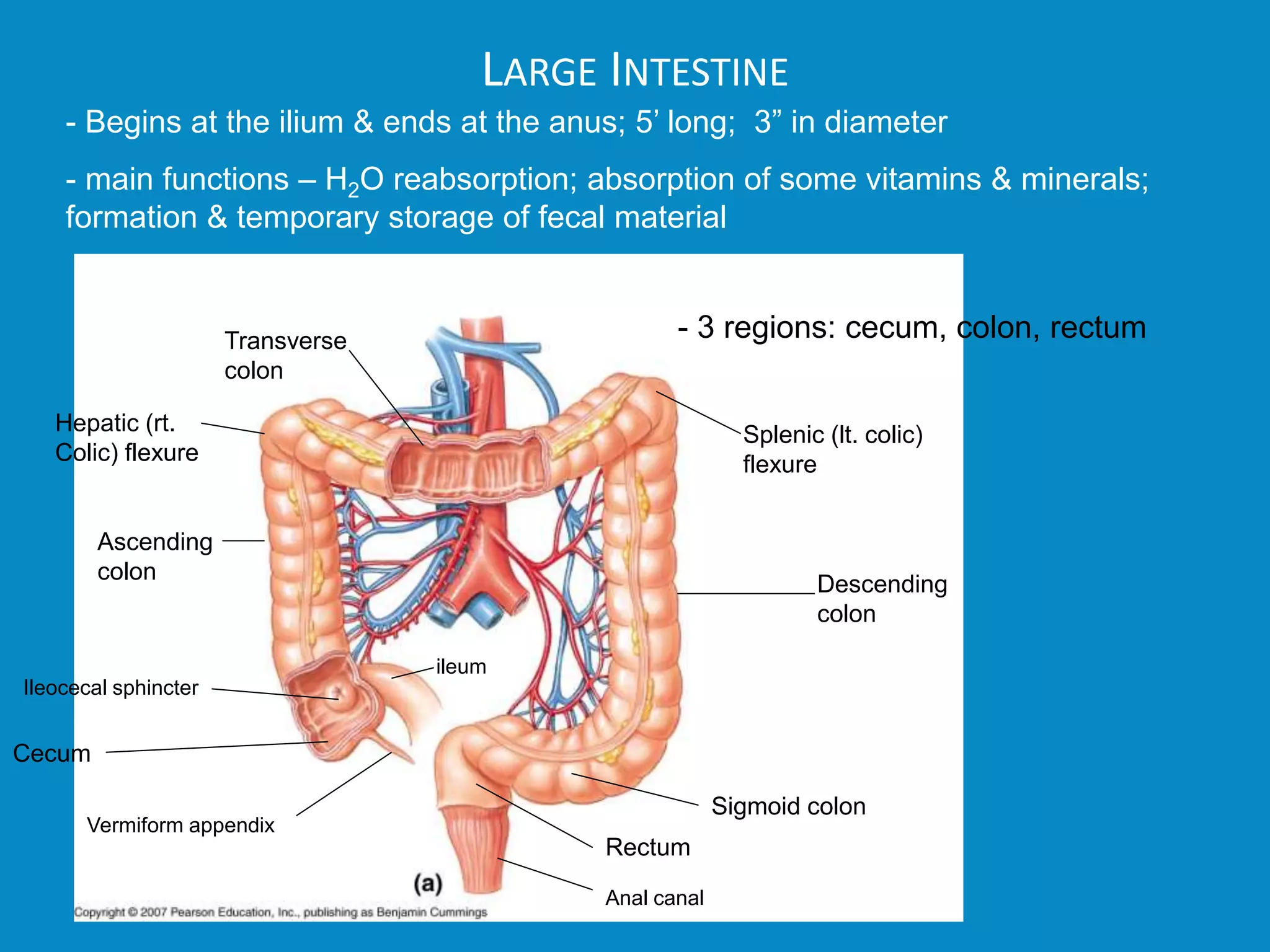 LARGE INTESTINE
- Begins at the ilium & ends at the anus; 5’ long; 3” in diameter
- main functions – H2O reabsorption; absorption of some vitamins & minerals;
formation & temporary storage of fecal material
Rectum
ileum
Ileocecal sphincter
Cecum
Vermiform appendix
Ascending
colon
Transverse
colon
Descending
colon
Sigmoid colon
Anal canal
Rectum
- 3 regions: cecum, colon, rectum
Hepatic (rt.
Colic) flexure
Splenic (lt. colic)
flexure
 