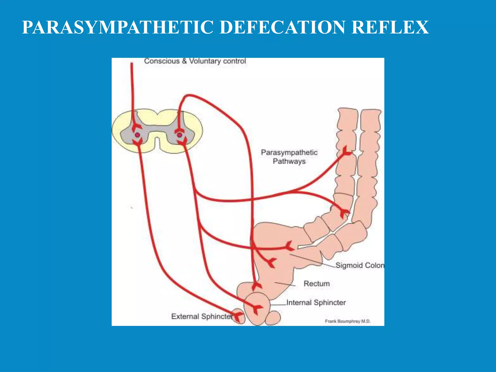 PARASYMPATHETIC DEFECATION REFLEX
 