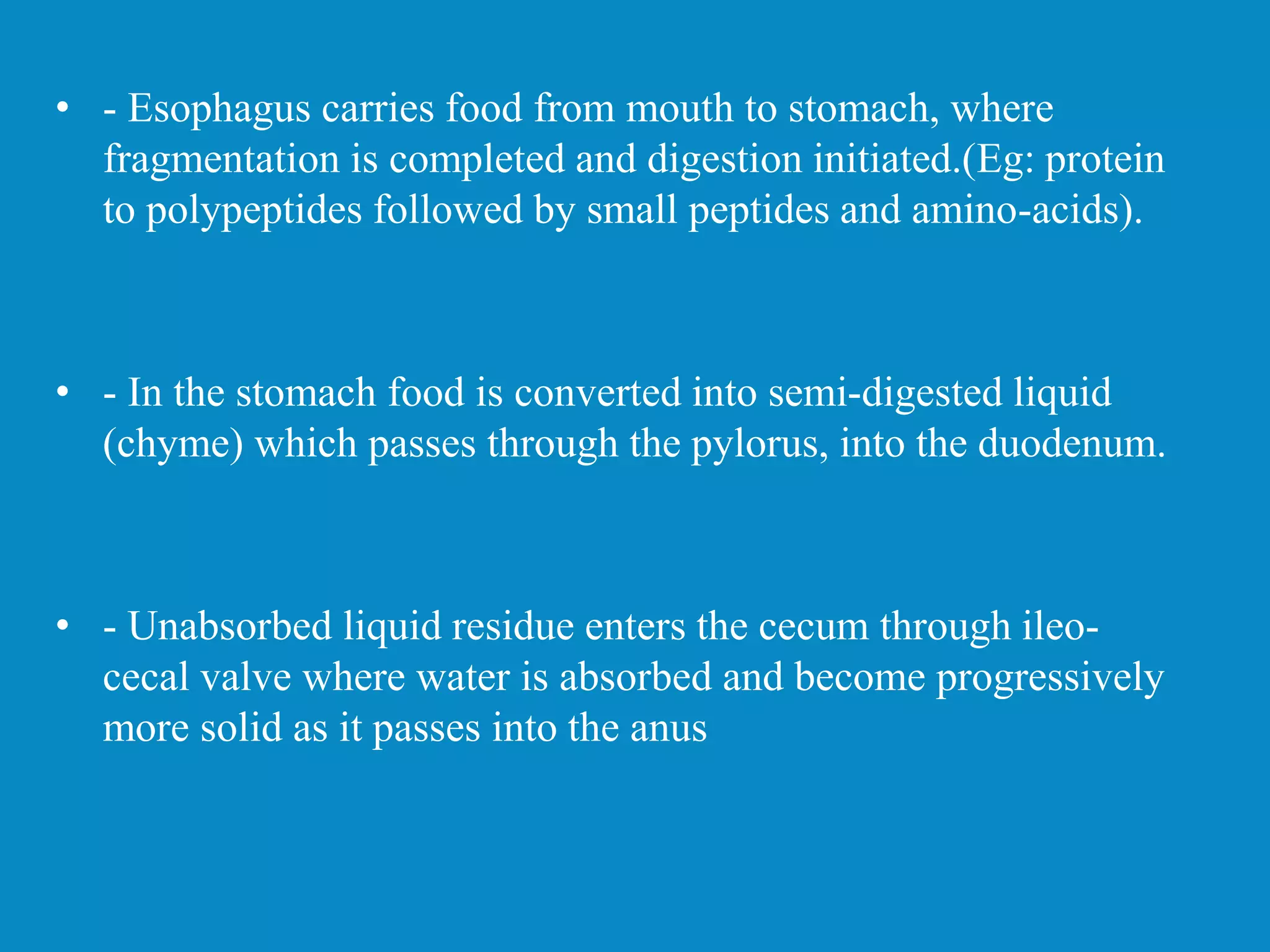 • - Esophagus carries food from mouth to stomach, where
fragmentation is completed and digestion initiated.(Eg: protein
to polypeptides followed by small peptides and amino-acids).
• - In the stomach food is converted into semi-digested liquid
(chyme) which passes through the pylorus, into the duodenum.
• - Unabsorbed liquid residue enters the cecum through ileo-
cecal valve where water is absorbed and become progressively
more solid as it passes into the anus
 