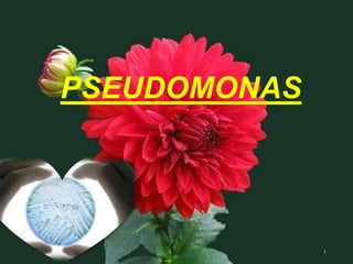 1
PSEUDOMONAS
 