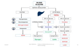 BLOOD
GLUCOSE
HEPATIC REGULATION
AFTER MEAL
FASTING
Glycogenolysis
Gluconeogenesis
+
+
Ketogenesis
+
BRAIN
Add sugar to blood
BRAIN
MUSCLES
ADIPOSE
LIVER
PORTAL
Lipids
Glucose-6-P
Glycogen
Lipogenesis
Glycogenesis
40% of glucose
Circulation
Insulin secretion
+
60% of glucose
LIVER
Glucokinase
+
HYPERGLYCEMIA
Glucose uptake
8/15/23
Aaser Abdelazim ---- Professor of Medical Biochemistry and
Molecular Biology
15
 