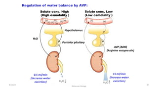 8/15/23
Aaser Abdelazim ---- Professor of Medical Biochemistry and
Molecular Biology
87
0.5 ml/min
(decrease water
excretion)
AVP (ADH)
(Arginine vasopressin)
Posterior pituitary
Hypothalamus
15 ml/min
(increase water
excretion)
H2O
Solute conc. Low
(Low osmolality )
Solute conc. High
(High osmolality )
Regulation of water balance by AVP:
 