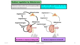 8/15/23
Aaser Abdelazim ---- Professor of Medical Biochemistry and
Molecular Biology
89
Adrenal cortex
Renin
Angiotensinogen
Angiotensin II
Angiotensin I
Aldosterone
Angiotensin II
Angiotensin I
Angiotensinogen
Renin
Aldosterone
Aldosterone reduces sodium loss at the expense of K&H in
response to low blood pressure
Sodium regulation by Aldosterone:
Atrial natriuretic peptide increase Na loss by
increase urinary sodium loss.
Na retention in response of falling of BP Na loss in response to increase BP
 