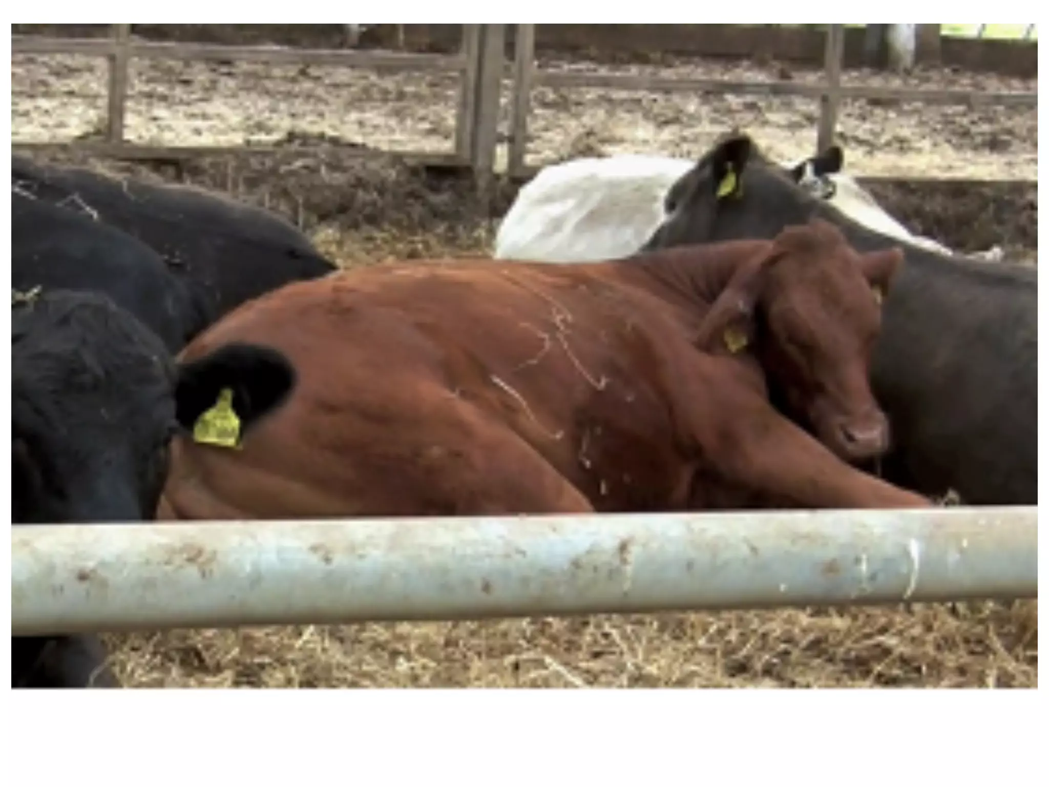 Clinical cases of ruminant digestive tract | PDF | Digestive Disorders ...