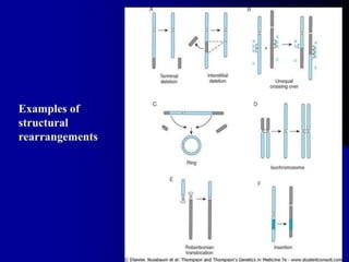 clinical cytogenetics -3.pptx