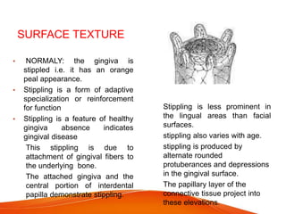 SURFACE TEXTURE
• NORMALY: the gingiva is
stippled i.e. it has an orange
peal appearance.
• Stippling is a form of adaptive
specialization or reinforcement
for function
• Stippling is a feature of healthy
gingiva absence indicates
gingival disease
 This stippling is due to
attachment of gingival fibers to
the underlying bone.
 The attached gingiva and the
central portion of interdental
papilla demonstrate stippling.
 Stippling is less prominent in
the lingual areas than facial
surfaces.
 stippling also varies with age.
 stippling is produced by
alternate rounded
protuberances and depressions
in the gingival surface.
 The papillary layer of the
connective tissue project into
these elevations.
 
