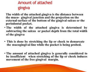 Amount of attached
gingiva
The width of the attached gingiva is the distance between
the muco- gingival junction and the projection on the
external surface of the bottom of the gingival sulcus or the
periodontal pocket.
• The width of the attached gingiva is determined by
subtracting the sulcus or pocket depth from the total width
of the gingiva
• This is done by stretching the lip or cheek to demarcate
the mucogingival line while the pocket is being probed.
• The amount of attached gingiva is generally considered to
be insufficient when stretching of the lip or cheek induces
movement of the free gingival margin.
 