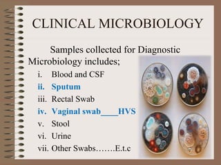 CLINICAL MICROBIOLOGY
Samples collected for Diagnostic
Microbiology includes;
i. Blood and CSF
ii. Sputum
iii. Rectal Swab
iv. Vaginal swab____HVS
v. Stool
vi. Urine
vii. Other Swabs…….E.t.c
 