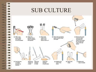SUB CULTURE
 