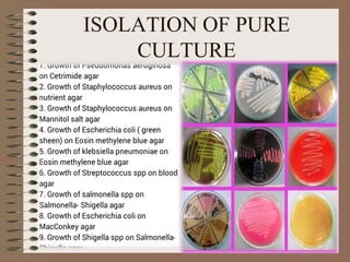 ISOLATION OF PURE
CULTURE
 