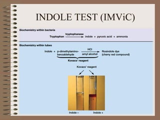 INDOLE TEST (IMViC)
 