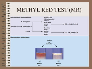METHYL RED TEST (MR)
 