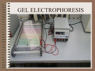 GEL ELECTROPHORESIS
 