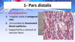 Pars Reticular Endocrinology pituitary | PPTX