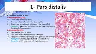 Distalis Endocrinology pituitary | PPTX