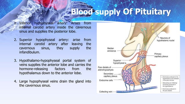 Tp Flag Endocrinology pituitary | PPT