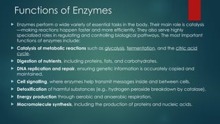 Functions of Enzymes
 Enzymes perform a wide variety of essential tasks in the body. Their main role is catalysis
—making reactions happen faster and more efficiently. They also serve highly
specialized roles in regulating and controlling biological pathways. The most important
functions of enzymes include:
 Catalysis of metabolic reactions such as glycolysis, fermentation, and the citric acid
cycle.
 Digestion of nutrients, including proteins, fats, and carbohydrates.
 DNA replication and repair, ensuring genetic information is accurately copied and
maintained.
 Cell signalling, where enzymes help transmit messages inside and between cells.
 Detoxification of harmful substances (e.g., hydrogen peroxide breakdown by catalase).
 Energy production through aerobic and anaerobic respiration.
 Macromolecule synthesis, including the production of proteins and nucleic acids.
 