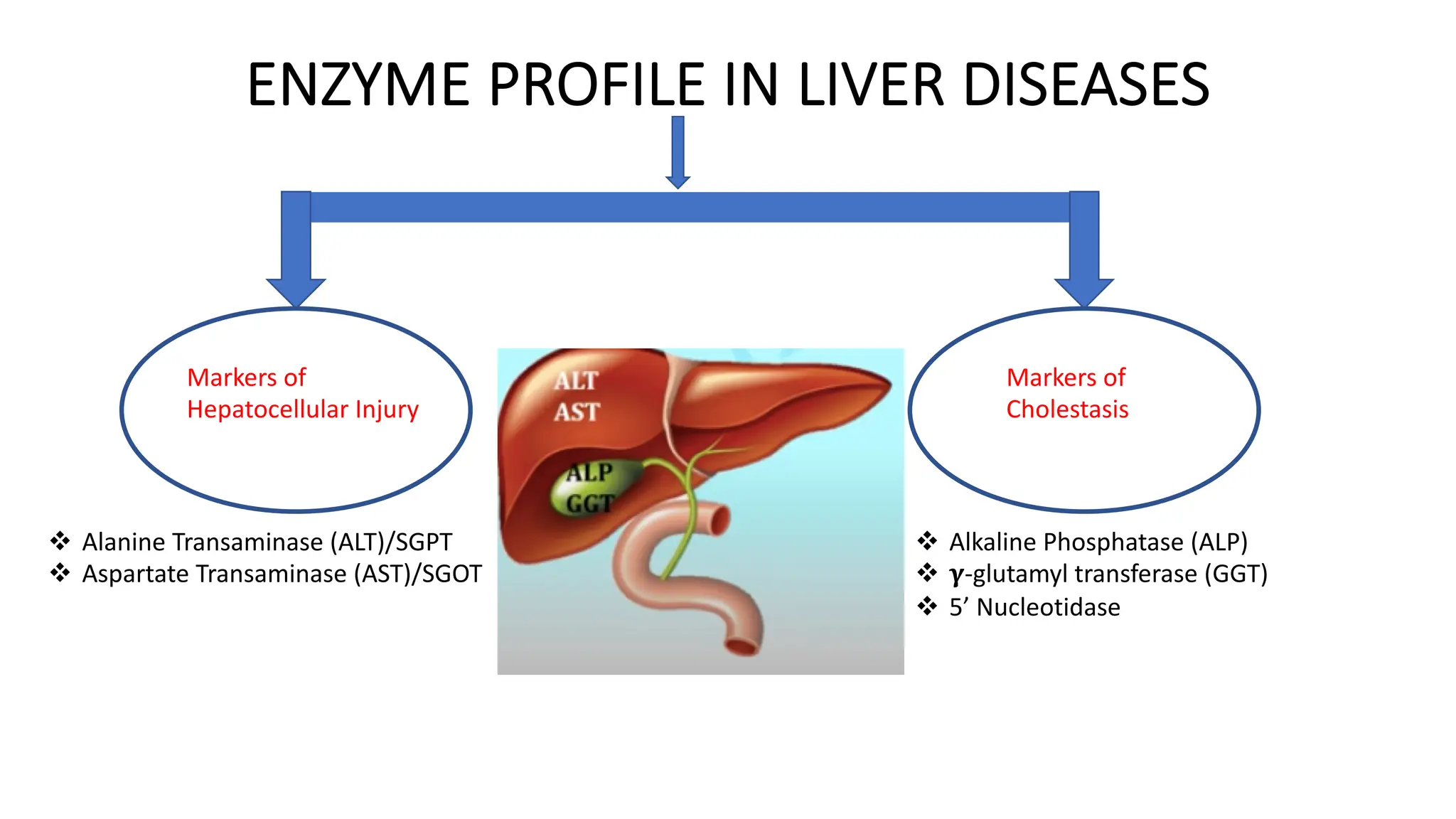ENZYME PROFILE IN LIVER DISEASES
Markers of
Hepatocellular Injury
Markers of
Cholestasis
v Alanine Transaminase (ALT)/SGPT
v Aspartate Transaminase (AST)/SGOT
v Alkaline Phosphatase (ALP)
v !-glutamyl transferase (GGT)
v 5’ Nucleotidase
 