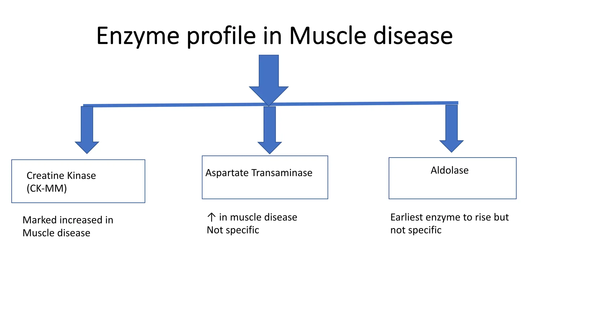 Enzyme profile in Muscle disease
Creatine Kinase
(CK-MM)
Aspartate Transaminase Aldolase
Marked increased in
Muscle disease
↑ in muscle disease
Not specific
Earliest enzyme to rise but
not specific
 