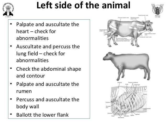 Clinical examination of Cattle