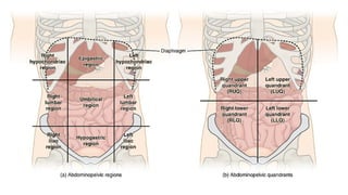 Clinical Examination of Abdomen for Medical Students.pptx