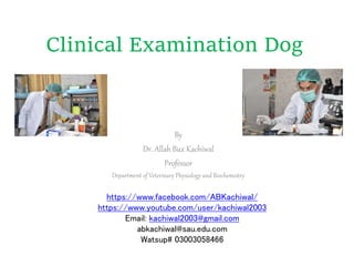 Clinical Examination Dog
By
Dr. Allah Bux Kachiwal
Professor
Department of Veterinary Physiology and Biochemistry
https://www.facebook.com/ABKachiwal/
https://www.youtube.com/user/kachiwal2003
Email: kachiwal2003@gmail.com
abkachiwal@sau.edu.com
Watsup# 03003058466
 
