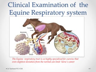 Clinical Examination of the
Equine Respiratory system
Dr.Tawheed PG VCM 1
The Equine respiratory tract is so highly specialized for exercise that
even slightest deviation from the normal can limit horse`s career
 