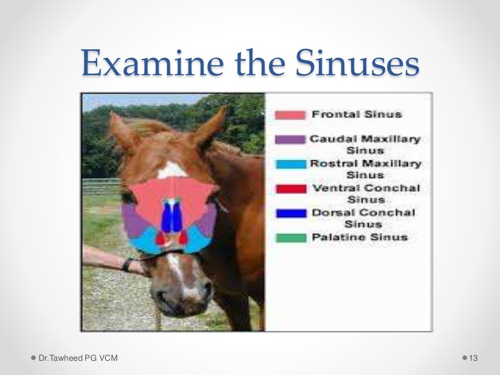 Clinical examination of the equine respiratory system