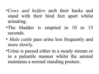 CLINICAL EXAMINATION OF THE URINARY SYSTEM [Autosaved].pptx