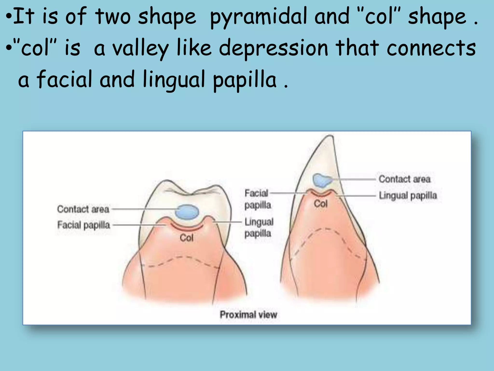 Normal Gingiva Clinical features of gingiva | PPTX