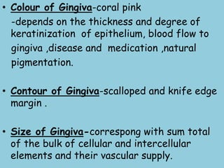 • Colour of Gingiva-coral pink
-depends on the thickness and degree of
keratinization of epithelium, blood flow to
gingiva...