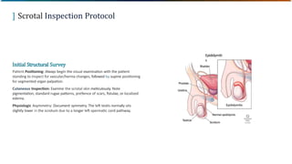 Testicale Inspecion Comprehensive Physical Examination of the Male Genitourinary System ...