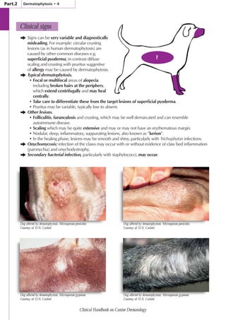 Clinical_Handbook_on_Canine_Dermatology.pdf