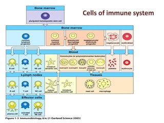 Comprehensive Overview of Clinical Immunology and Immune System ...