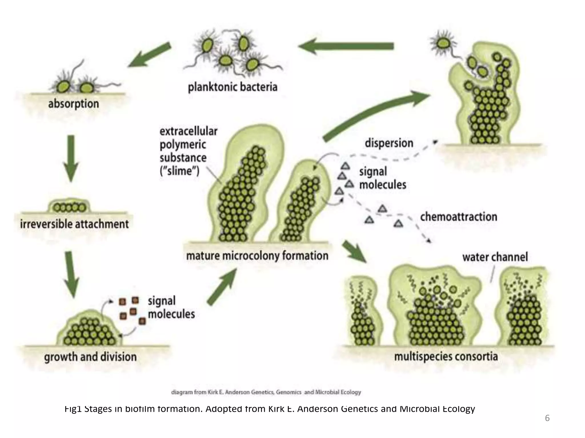 Formation Bioscience Clinical implications of bacterial biofilms | PPTX