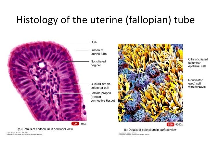 Female reproductive system
