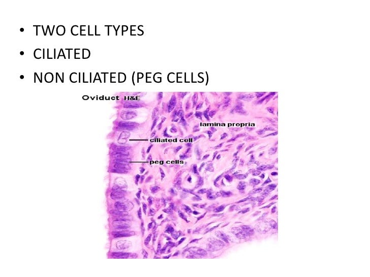 Female reproductive system