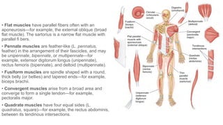 Clinically Oriented Anatomy - Clinically | PPTX