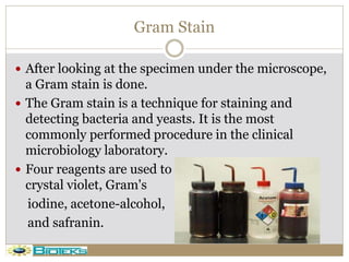 Staining Lab Specimen Clinical Micro.pptx