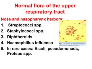 Normal flora of the upper
respiratory tract
Nose and nasopharynx harbors:
1. Streptococci spp.
2. Staphylococci spp.
3. Diphtheroids
4. Haemophillus influensa
5. In rare cases: E.coli, pseudomonads,
Proteus spp.
 