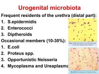 Urogenital microbiota
Frequent residents of the urethra (distal part):
1. S.epidermidis
2. Enterococci
3. Diptheroids
Occasional members (10-30%):
1. E.coli
2. Proteus spp.
3. Opportunistic Neisseria
4. Mycoplasma and Ureaplasma
 